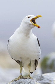 Sully Seagull — фото